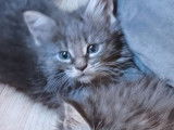 Des chatons Maine Coons LOOF à vendre