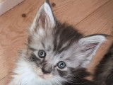 Des chatons Maine Coons LOOF à vendre