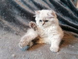 2 chatons Selkirk Rex LOOF &agrave; vendre