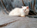 2 chatons Selkirk Rex LOOF &agrave; vendre
