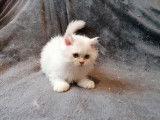 2 chatons Selkirk Rex LOOF &agrave; vendre