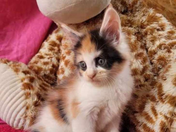 3 chatons Maine Coons disponibles à l’achat (LOOF)