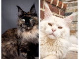 2 chatonnes Maine Coons black tortie LOOF disponibles à l’achat