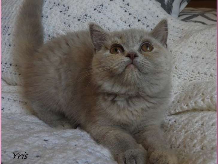 2 chatons British Shorthair à vendre (LOOF)