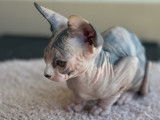 Chatons Sphynx à vendre