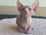 Chatons Sphynx à vendre