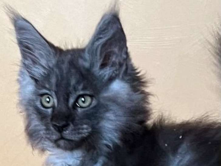 5 chatons Maine Coons LOOF disponibles à l’achat