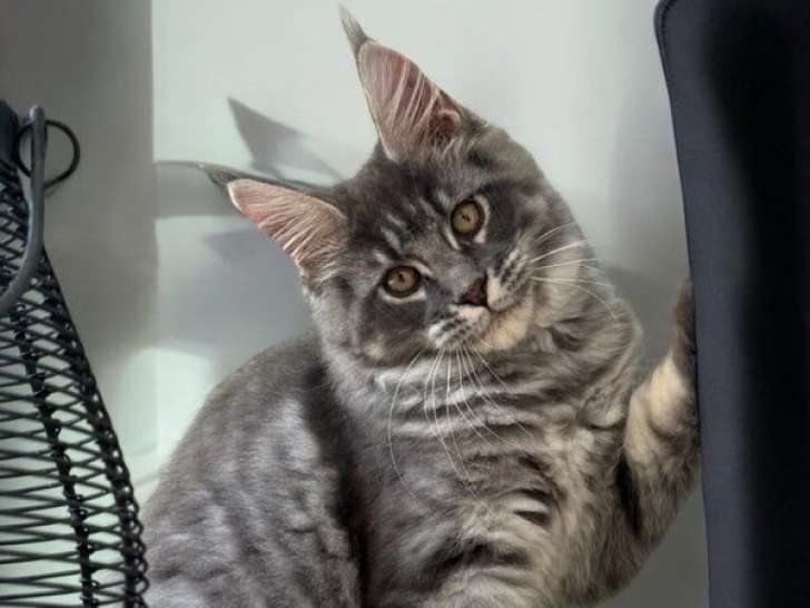 Une chatonne Maine Coon LOOF bleu tabby à acheter