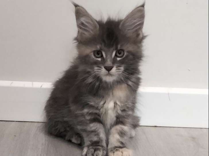 À réserver 3 chatons Maine Coons LOOF