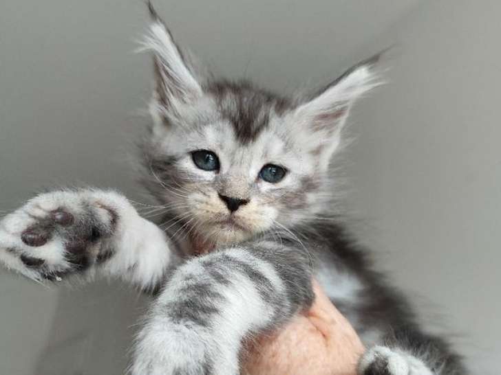 À réserver 3 chatons Maine Coons LOOF