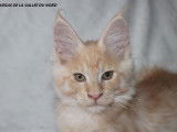 2 chatons Maine Coons m&acirc;les LOOF disponibles &agrave; l&rsquo;achat