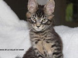 2 chatons Maine Coons m&acirc;les LOOF disponibles &agrave; l&rsquo;achat