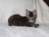 2 chatons Maine Coons m&acirc;les LOOF disponibles &agrave; l&rsquo;achat