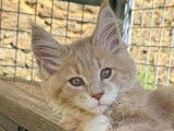 2 chatons Maine Coons LOOF disponibles à l’achat