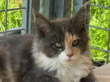 2 chatons Maine Coons LOOF disponibles à l’achat