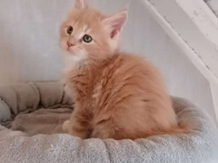 3 chatons Maine Coons disponibles à la réservation (LOOF)