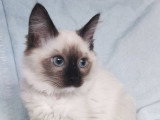 À vendre 4 chatons Ragdolls LOOF