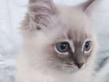 À vendre 4 chatons Ragdolls LOOF