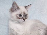 À vendre 4 chatons Ragdolls LOOF