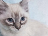 À vendre 4 chatons Ragdolls LOOF