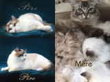 À vendre 4 chatons Ragdolls LOOF