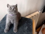 Une chatonne British Shorthair bleue à réserver LOOF