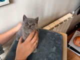 Une chatonne British Shorthair bleue à réserver LOOF