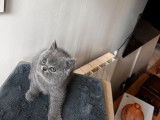 Une chatonne British Shorthair bleue à réserver LOOF