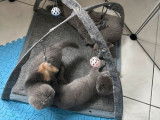 Une chatonne British Shorthair bleue à réserver LOOF