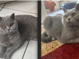 Une chatonne British Shorthair bleue à réserver LOOF