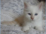 À réserver un chaton mâle Sacré de Birmanie crème point LOOF