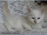 À réserver un chaton mâle Sacré de Birmanie crème point LOOF