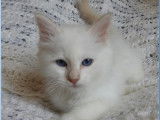 À réserver un chaton mâle Sacré de Birmanie crème point LOOF