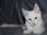 Une chatonne Maine Coon LOOF disponible à la vente