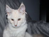 Une chatonne Maine Coon LOOF disponible à la vente