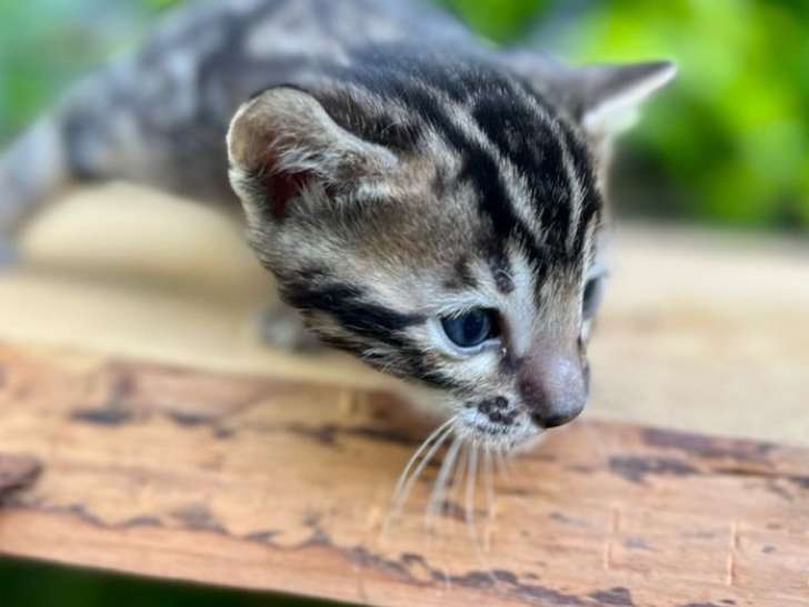 Un chaton Bengal marron tacheté mâle LOOF disponible à la réservation