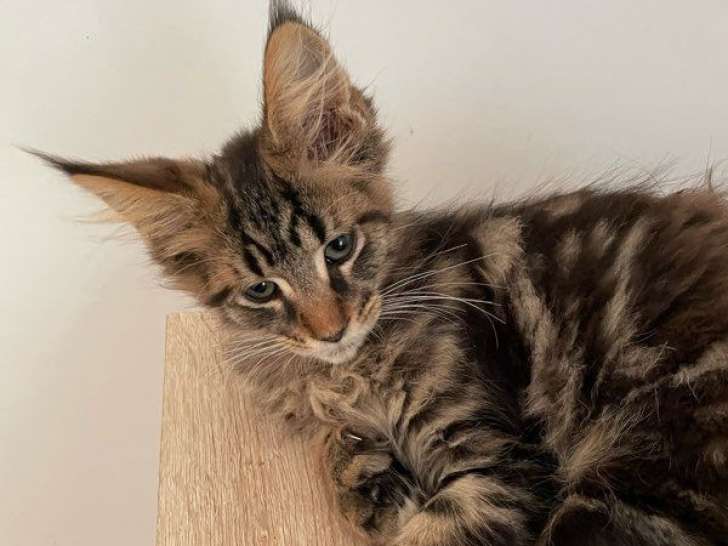 À vendre 2 chatons Maine Coons mâles LOOF