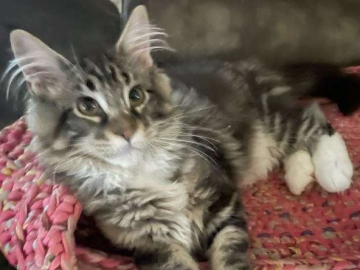 2 chatons Maine Coons LOOF disponibles à la vente