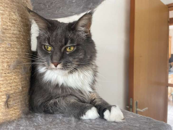 Chat femelle LOOF Maine Coon bleu et blanc de 3 ans disponible à l’achat