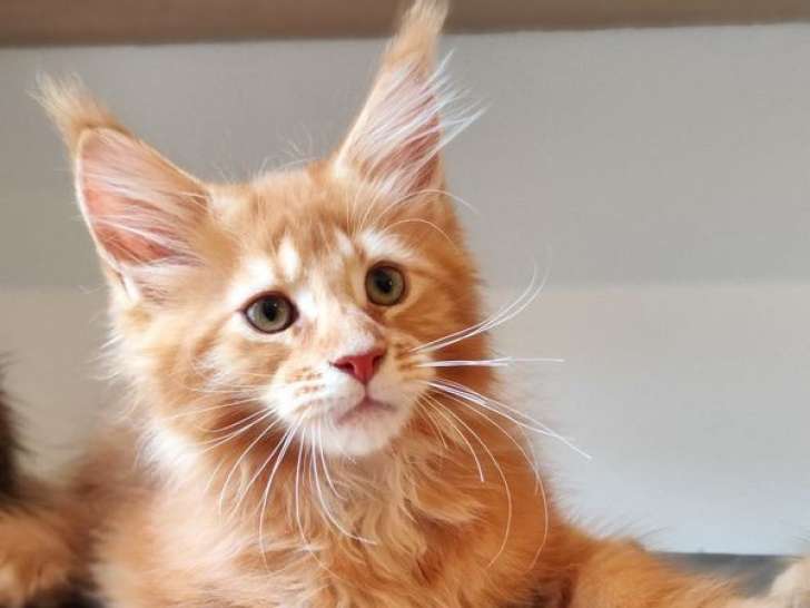 3 chatons Maine Coons LOOF à acheter