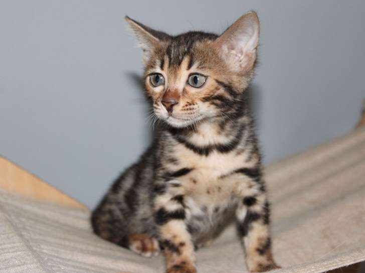 À réserver une chatonne Bengal marron à rosettes LOOF