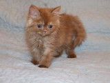 3 chatons British Longhair/Shorthair LOOF à réserver