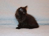 3 chatons British Longhair/Shorthair LOOF à réserver