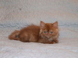 3 chatons British Longhair/Shorthair LOOF à réserver