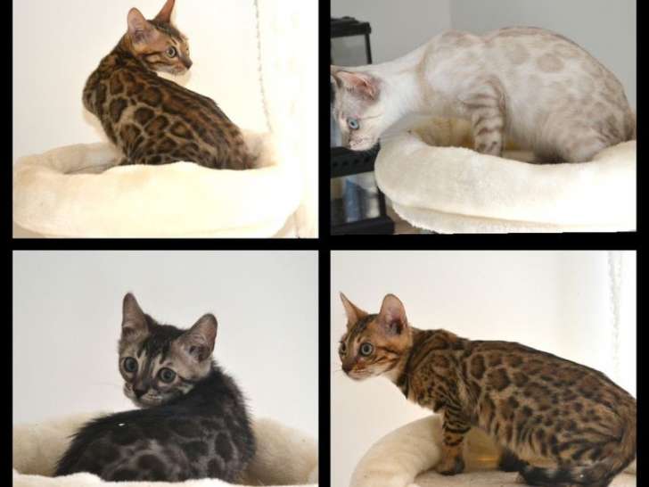 À réserver 5 chatons Bengals LOOF