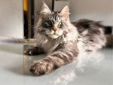 Un chat Maine Coon LOOF disponible pour saillie