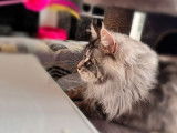 Un chat Maine Coon LOOF disponible pour saillie