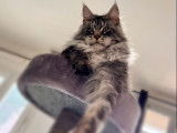 Un chat Maine Coon LOOF disponible pour saillie