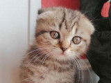 À réserver, 5 chatons Scottish LOOF