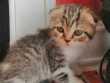 À réserver, 5 chatons Scottish LOOF